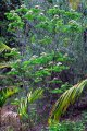 Callou piler. MURRAYA koenegii. Asie tropical. Rutaceae. 3-4m